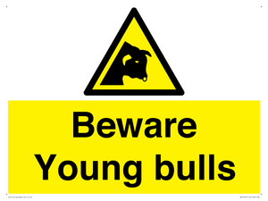Beware Young bulls